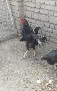 فروش مرغوخروس محلی
