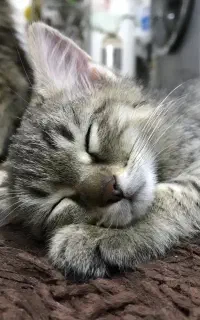 واگذاری بچه گربه dsh