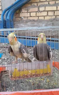 فروش دو طوطی هلندی باقیمت مناسب