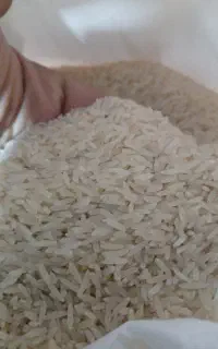 برنج پارساله بدون شکسته کشت منطقه سرخنکلاته