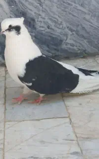 نر دوکت نوک ریز هیکل درشت