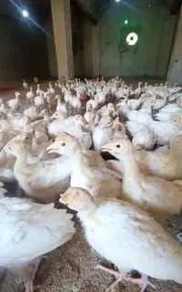 جوجه بوقلمون بیوتی و دان مخصوص پرورش