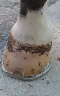 نعل‌بندی و قیار اسب
