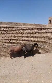 میش جوان و کاوور بی گوش گوسفند تخمی