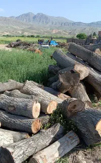 مرکز خرید وفروش چوب «نقدی»