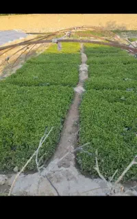 نهال گوجه