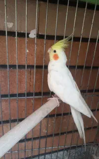 عروس هلندی نر