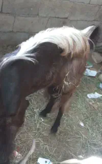 فروش بز