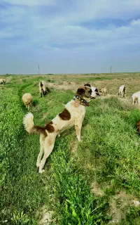 کوچوک نر گله ای
