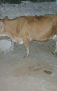 فروش گاو