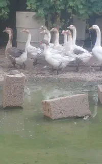 ۱۰ عدد غاز نرو ماده