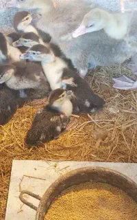 اردک اسراییلی خارجی یک ماهه