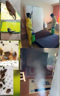 سمپاشی ساس موش سوسک کنه موریانه بید با ضمانت