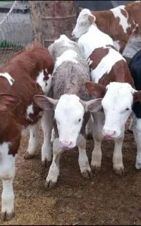 خرید و فروش گوساله سیمینتال اصیل