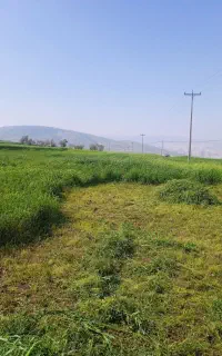 ینجه