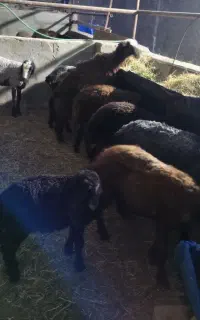 سلام فروش بره ماده