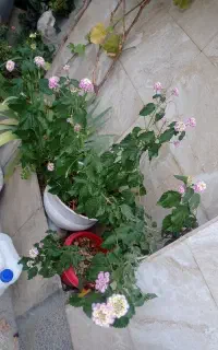گل شاهپسند