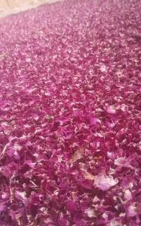 گل محمدی