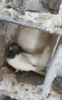فروش کبوتر دم سبزنروکله سبزماده