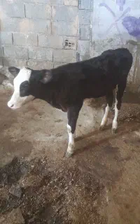گاو داشتی با گوساله ماده