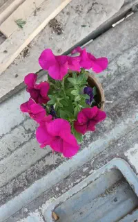 گل باغچه