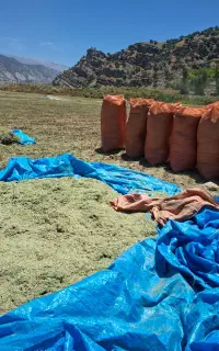 یونجه خشک بدون علف