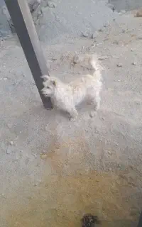 سگ پاپی