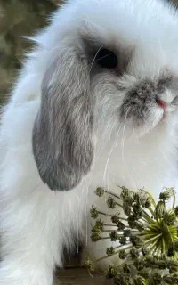موش و خرگوش