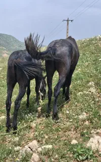 فروش و خرید اسب مادیان وقاطر