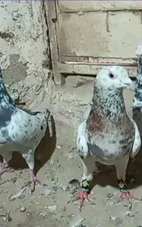 کفتر