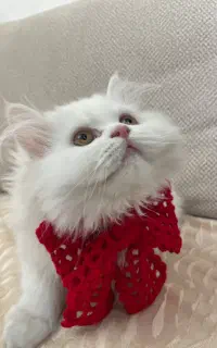 گربه بریتیش لانگهیر خاص