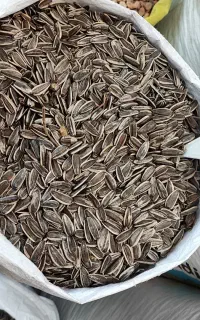 تخمه دور سفید