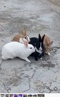 خرگوش