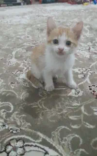 بچه گربه خوشکل وملوس