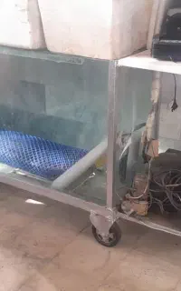 آکواریوم ماهی قزل زنده