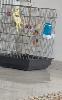 عروس هلندی