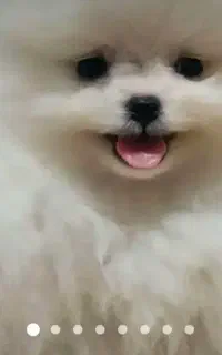 سگ گمشده