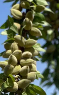 تولید نهال بادام شمشیری