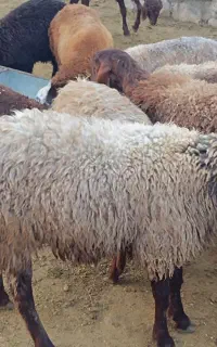 بره قوچ تخمی