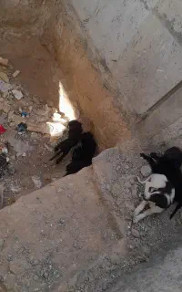 سگ .