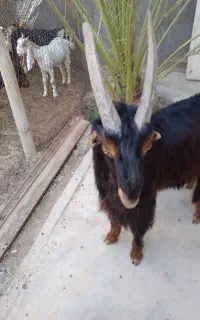 پازن ترکی جوان