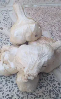 سیر تند و مرغوب همدان درجه ۱