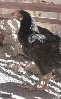 جوجه خروس ۴ ماه