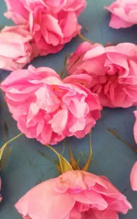 غنچه گل محمدی