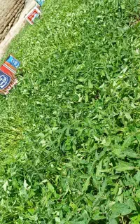 بذر گوجه فرنگی