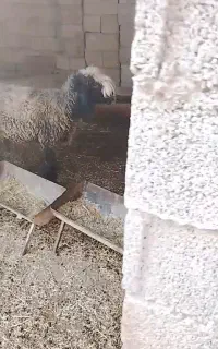 بره