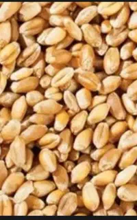 دوتن گندم آبی پیشگام
