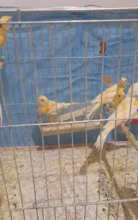 جوجه قناری رنگ روشن