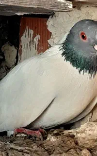 گوباش نرجوان