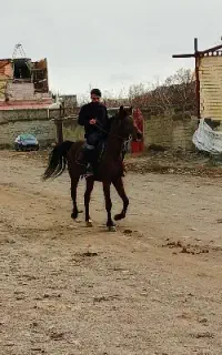 اسب عرب یسر